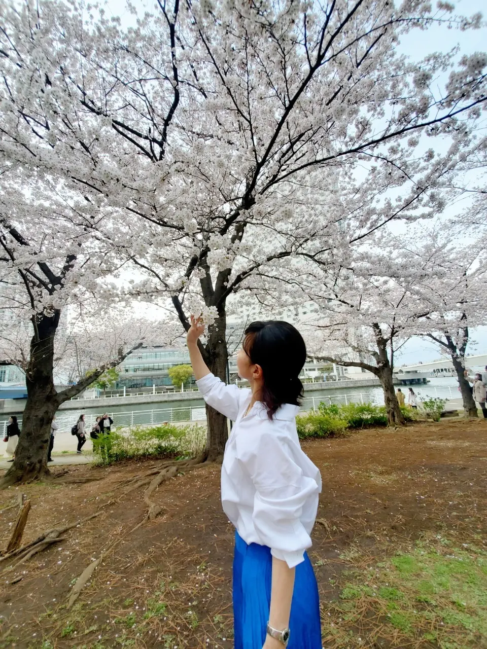満開のみなとみらいの桜