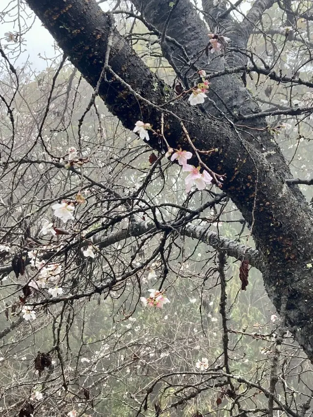 宝登神社を右に見ながら宝登山ロープウェイ山麓駅から山頂駅まで。春は蝋梅園もみどころです。