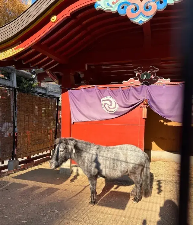 神田明神 神馬あかりちゃん