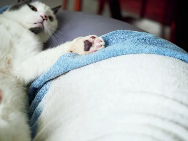 天の肉球はシマシマ