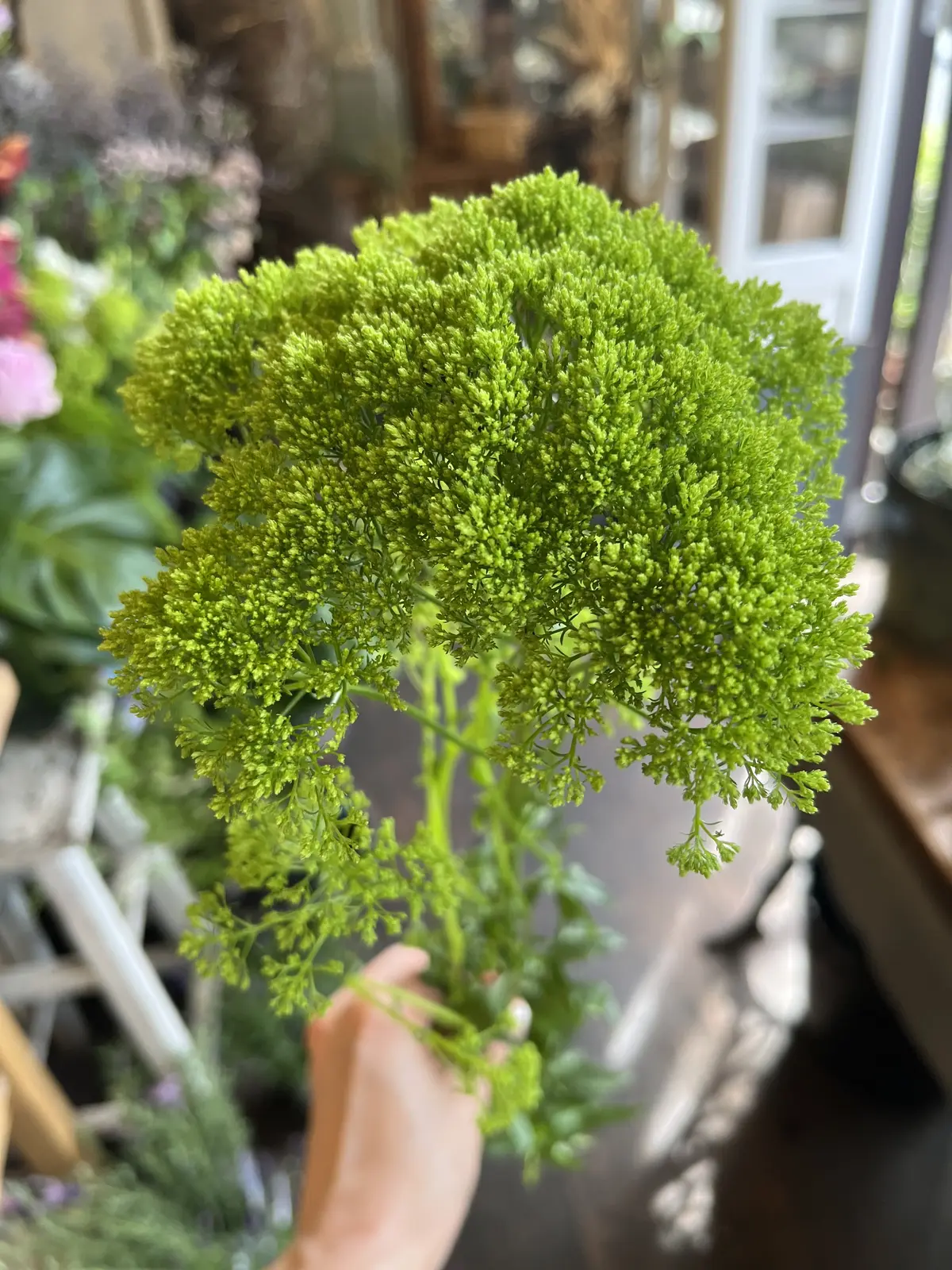 最近の〝花活〟の画像_7