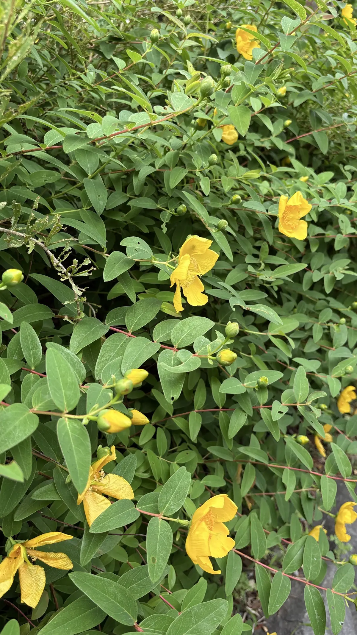 GUメンズ＆ZARATシャツ×パールネッの画像_1