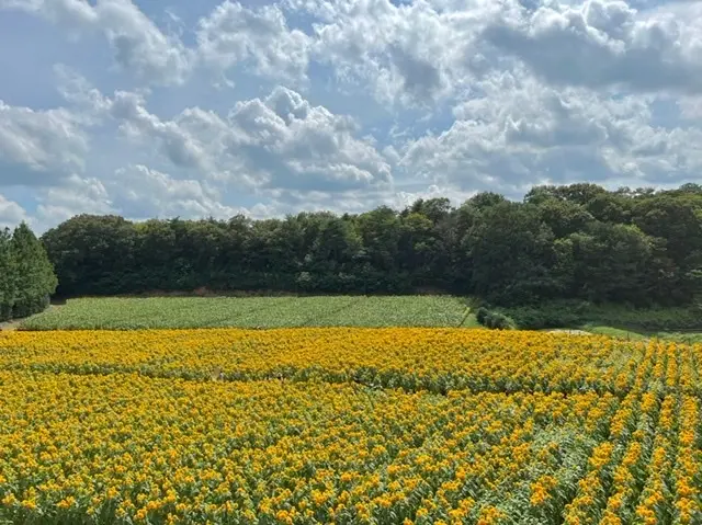 畑一面、黄金色。
