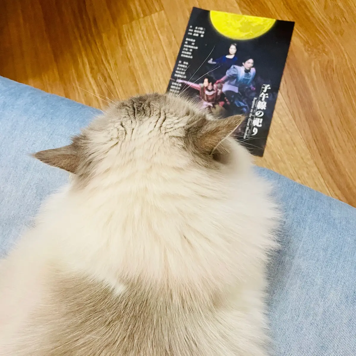 猫（下の子）の後頭部