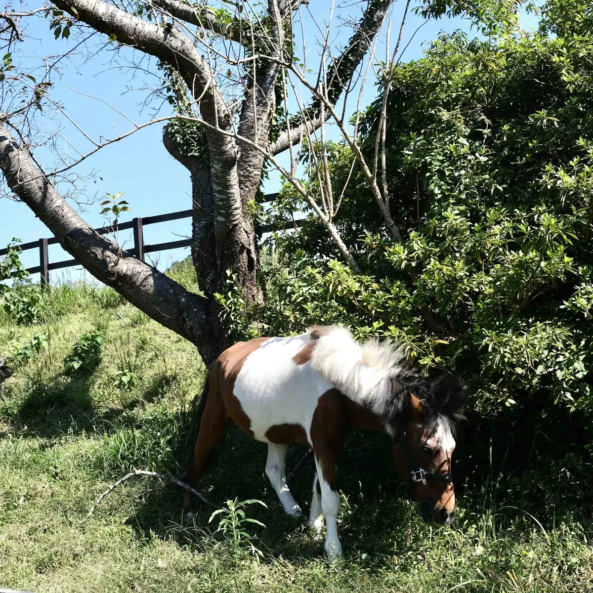 千葉県の「マザー牧場」内　馬