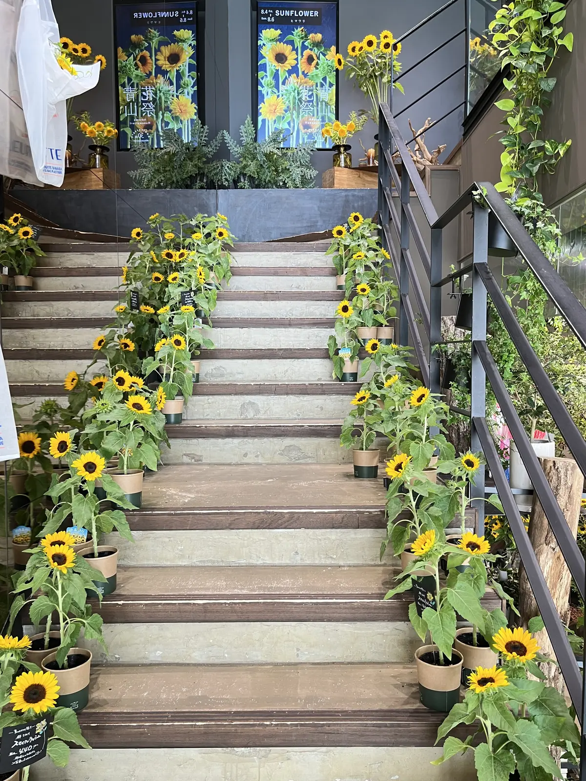 青山でヒマワリを楽しむの画像_16