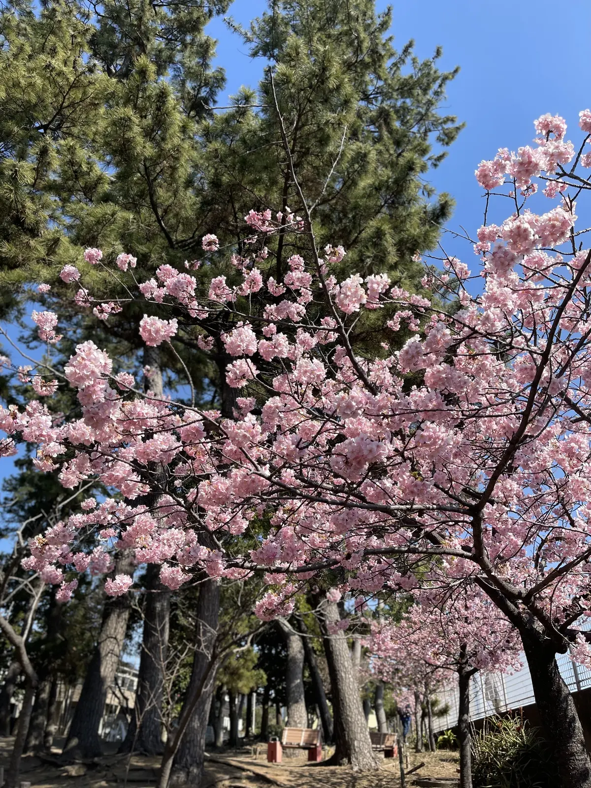デニムonデニムで絶景カフェランチ@鎌倉の画像_9