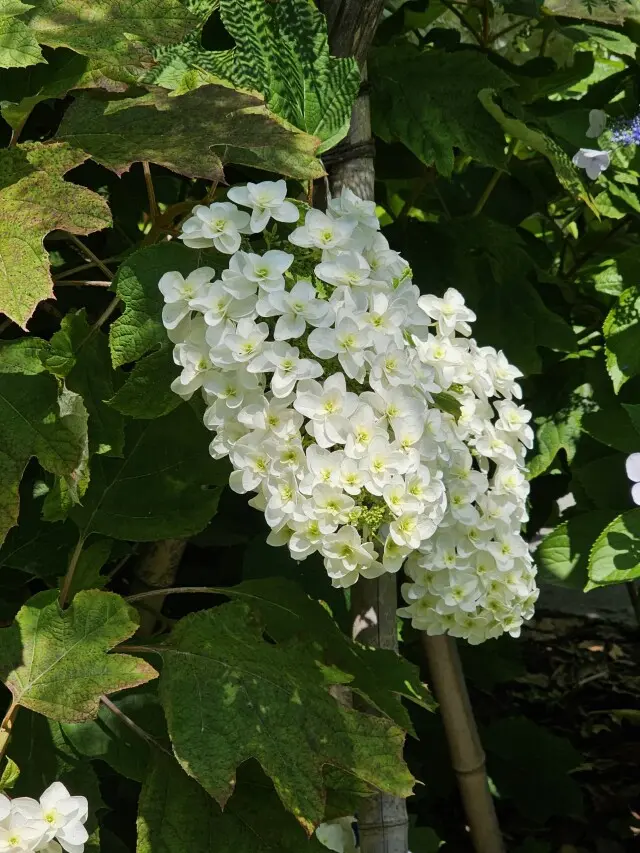 紫陽花とカフェの画像_3