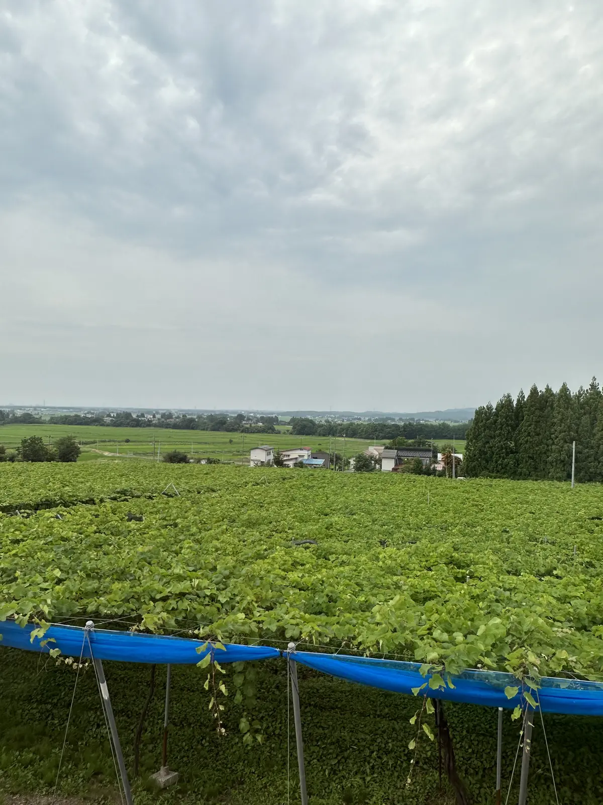 125年の歴史を誇る新潟のワイナリーを訪の画像_3