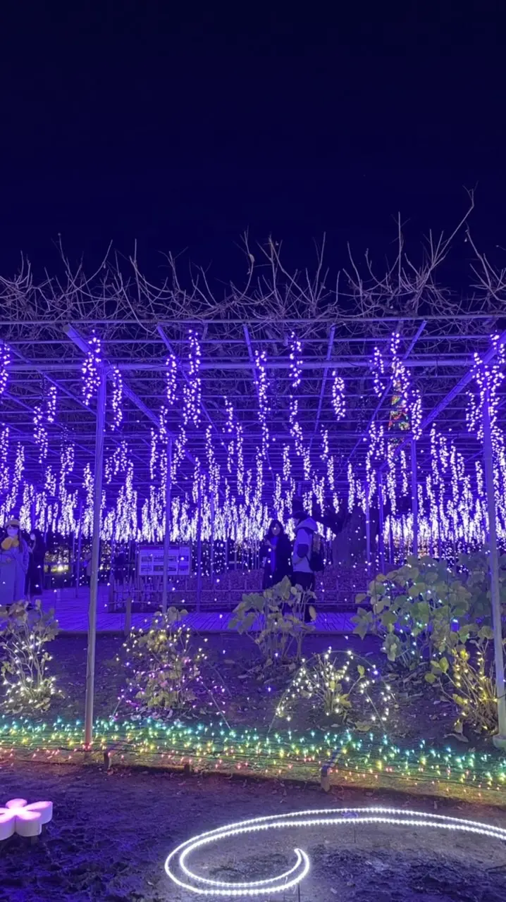 ルンルン気分で光の藤を見に♪の画像_3