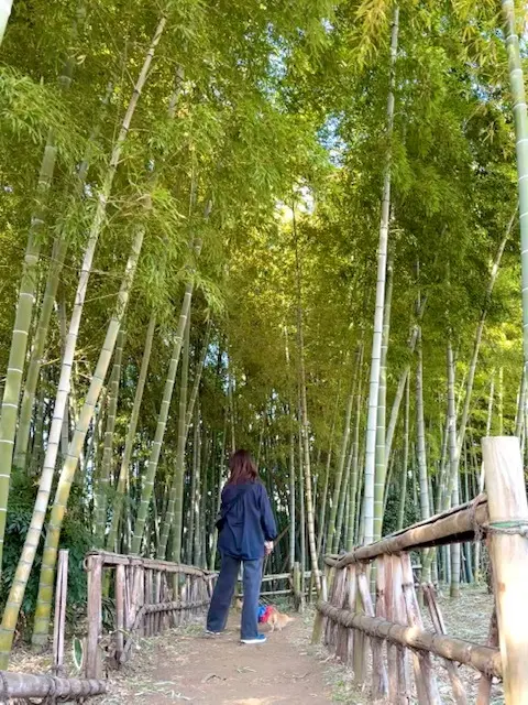 素敵なカフェ＆竹林に囲まれたひよどり坂への画像_8