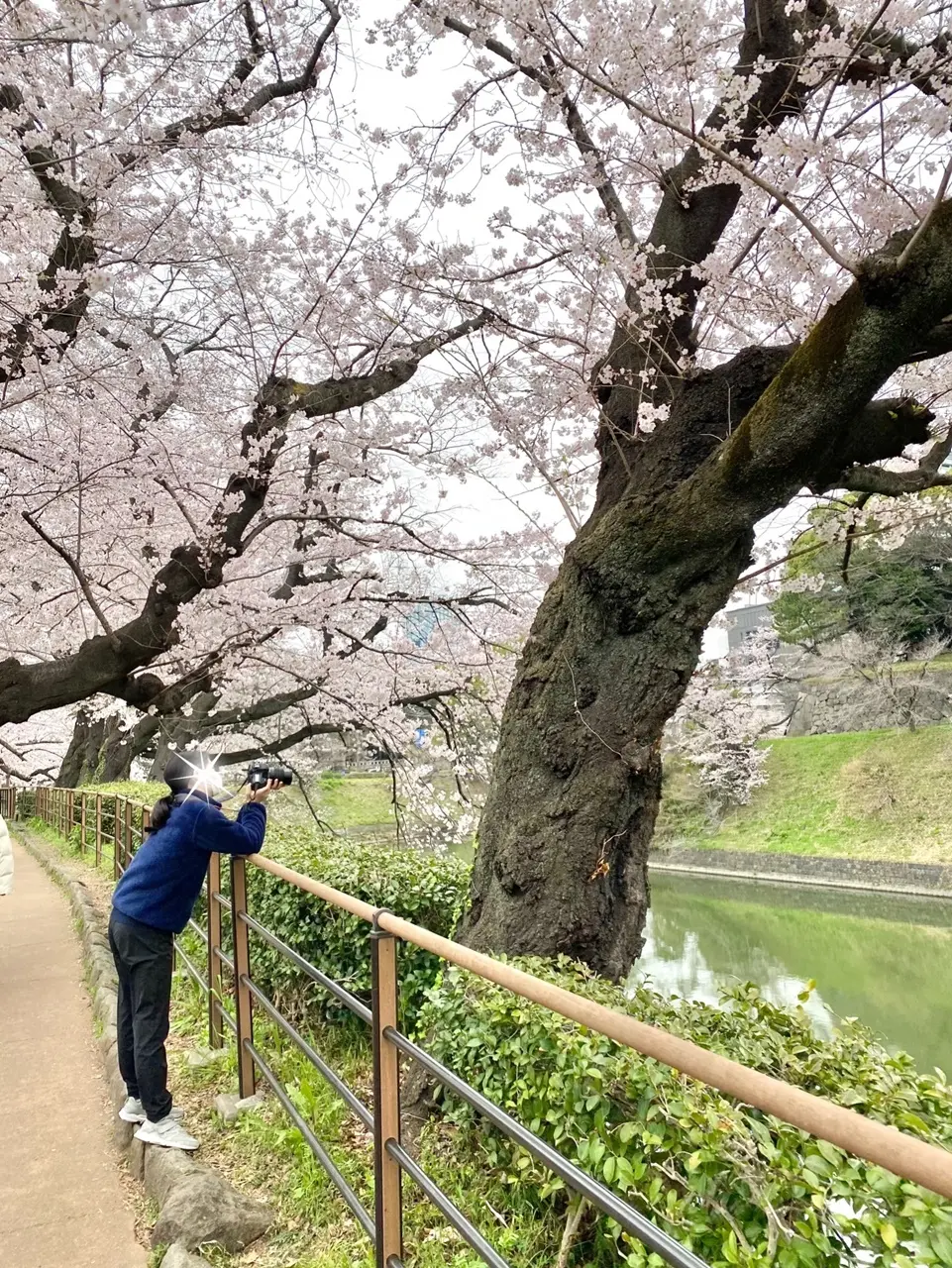 千鳥ヶ淵で撮影