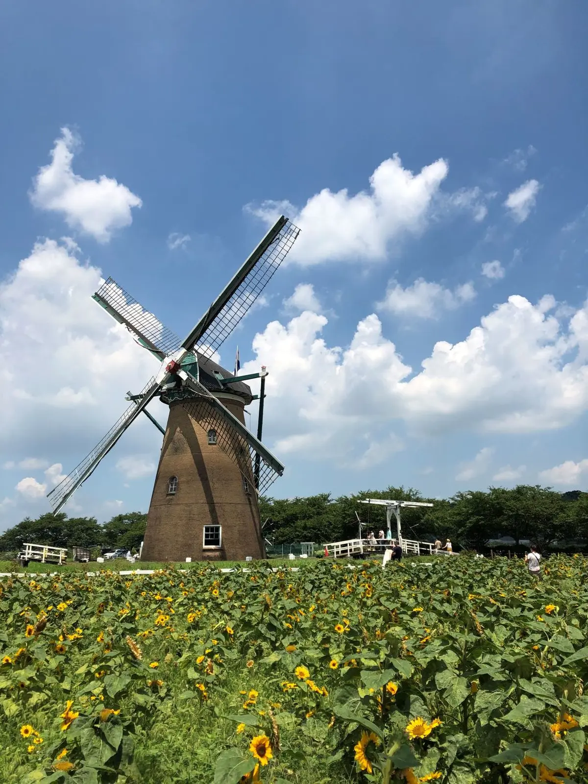 風車のひまわりガーデンの画像_1