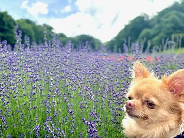 白シャツとデニムでラベンダー畑へ♪の画像_5