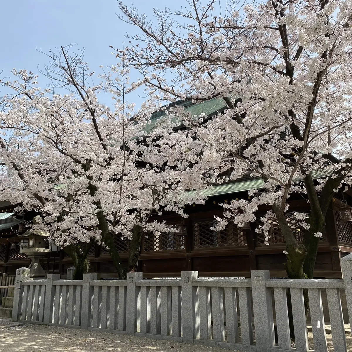 北新地でランチの後は桜の名所までお散歩♫の画像_3