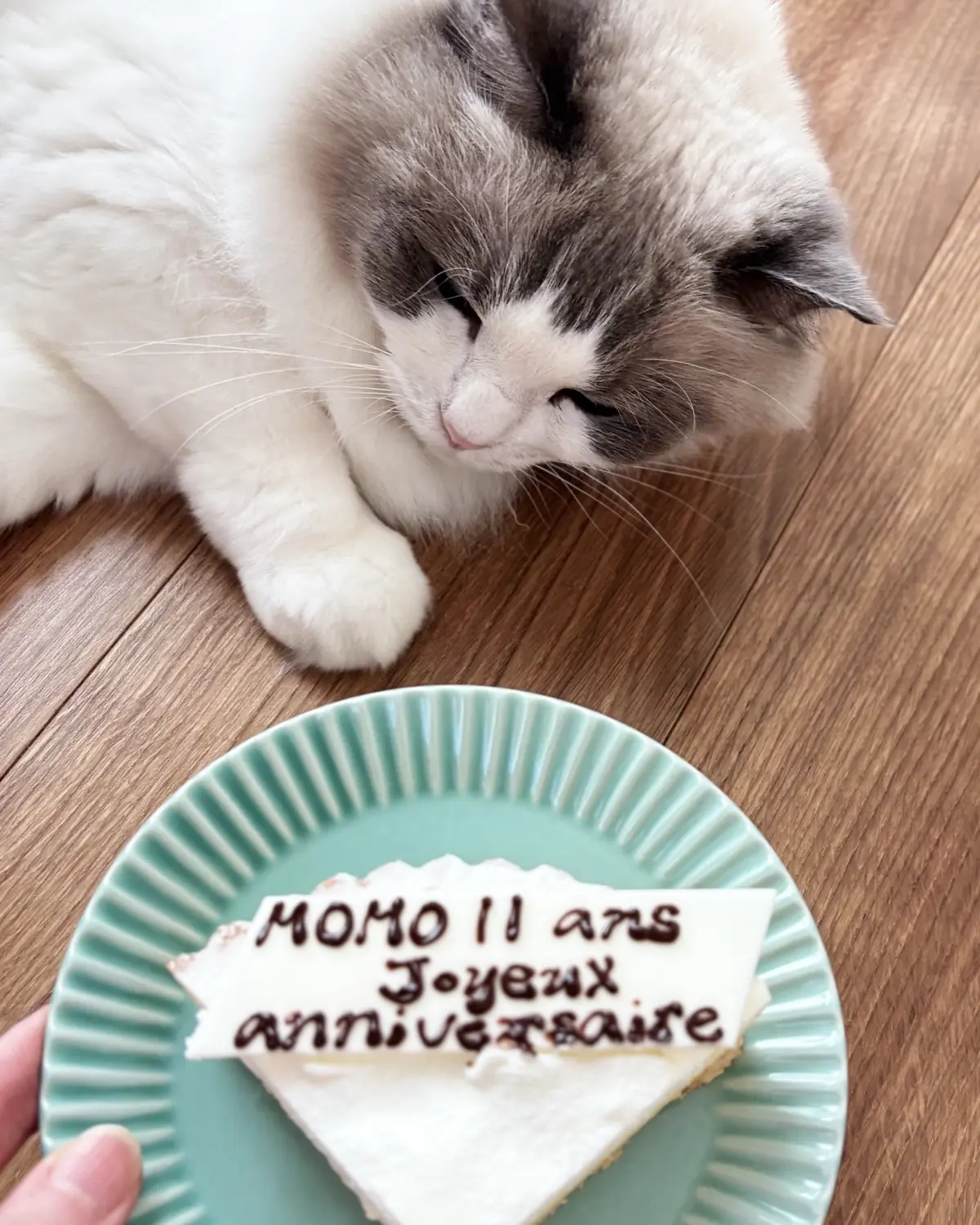 チーズケーキと猫（下の子）
