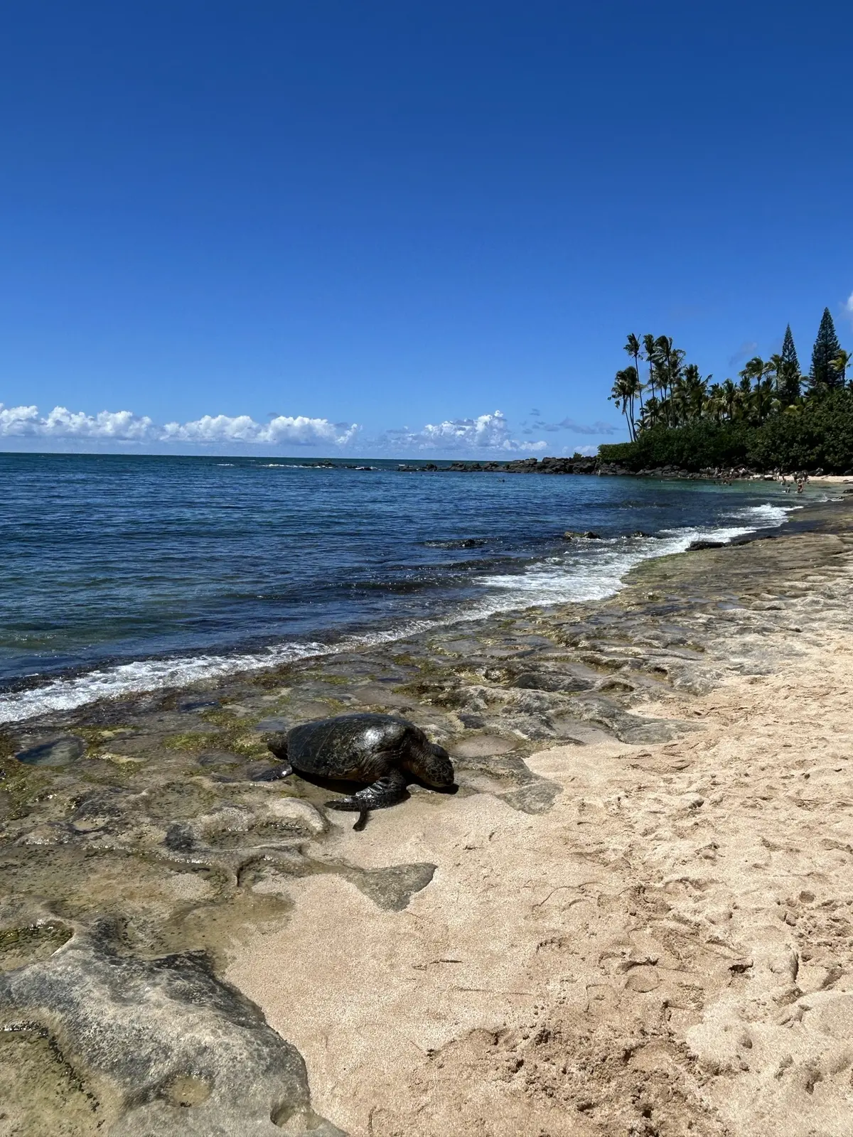 サマーバケーション in Hawaii の画像_16