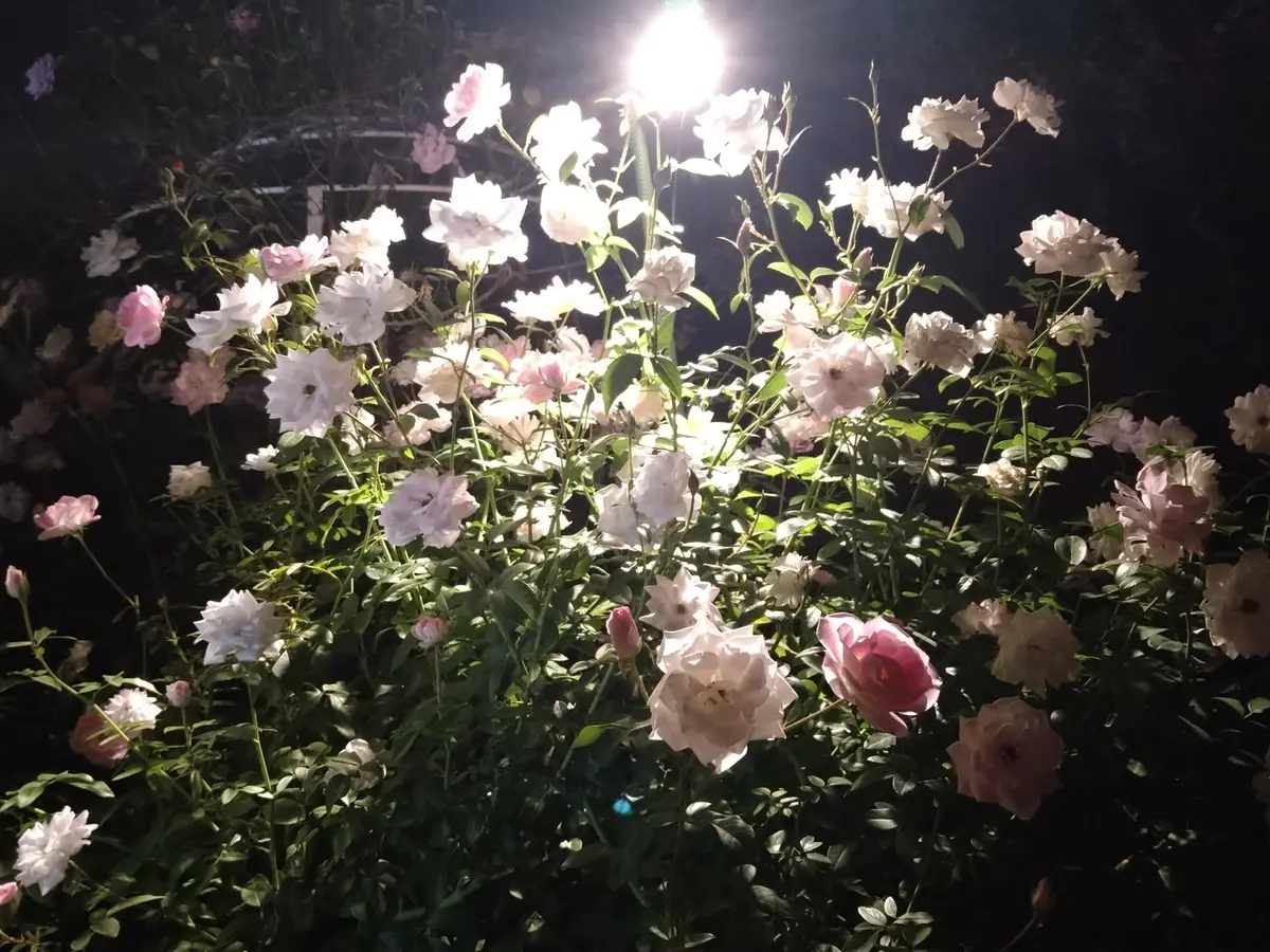 横浜イングリッシュガーデンのハロウィンナの画像_14