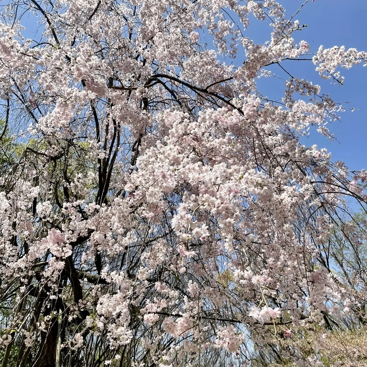 ミレーナ装着しましたの画像_2