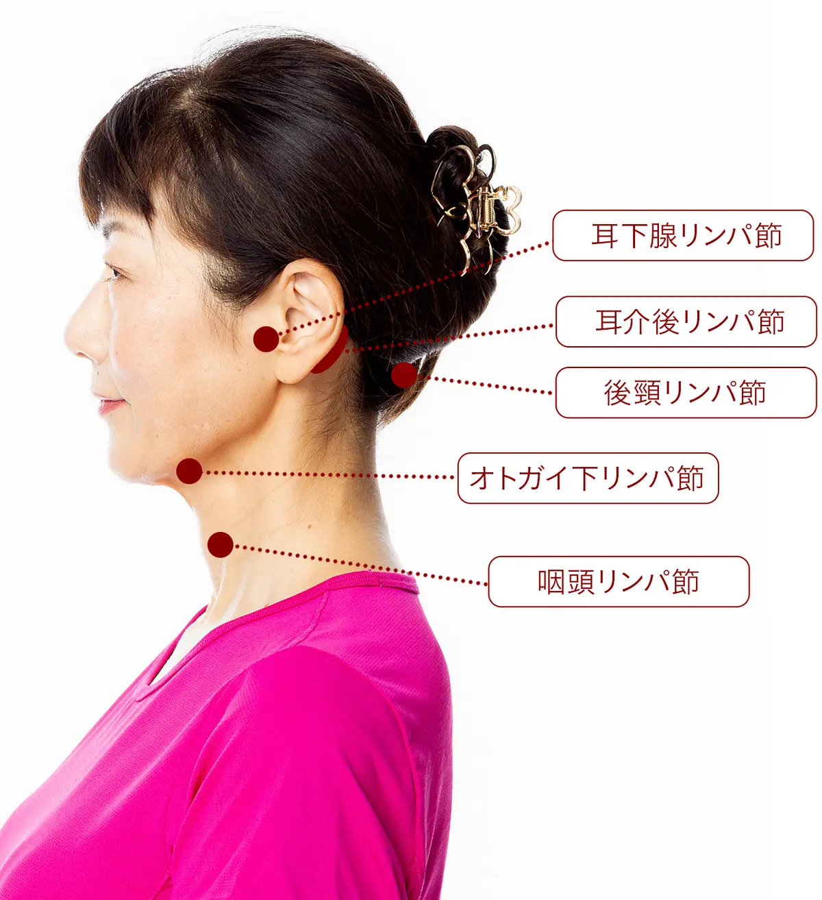 OurAge×Webエクラ　顔まわりのリンパ節