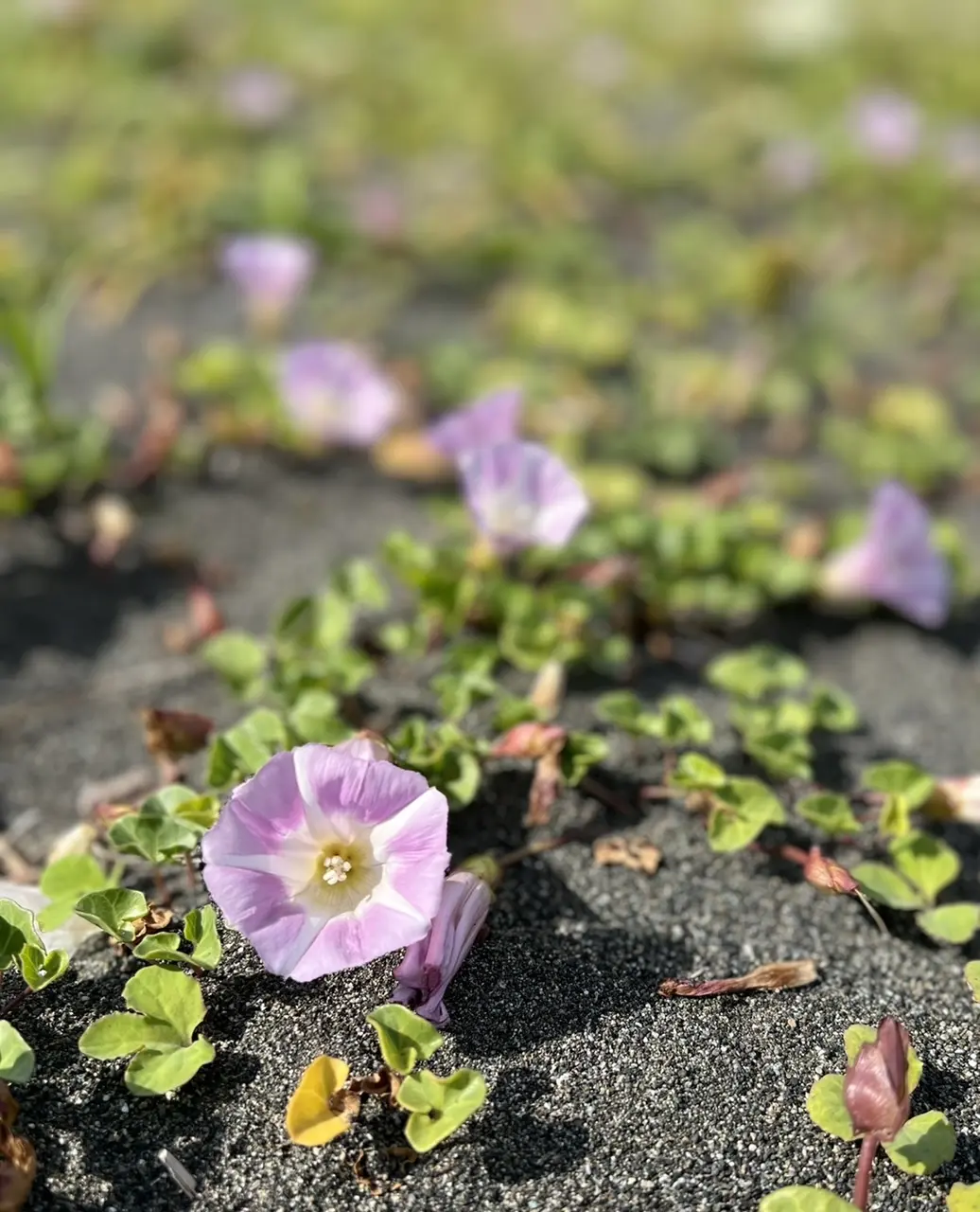 大好きなボーダーTシャツGUでみっけ♪の画像_10