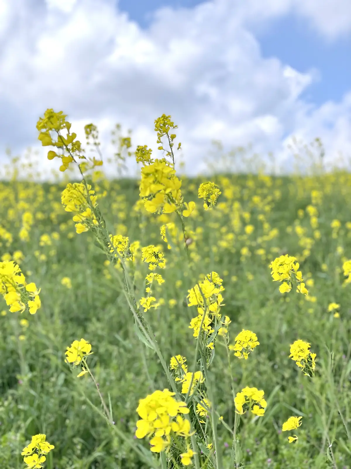 【名古屋ウィメンズマラソン】からの【季節の画像_5