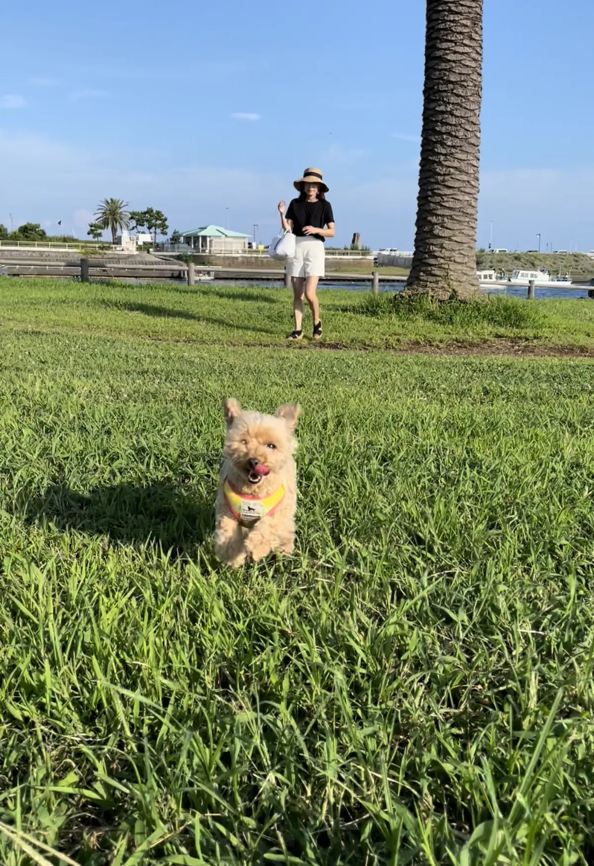 ホワイトショーパンコーデで愛犬とお散歩の画像_3