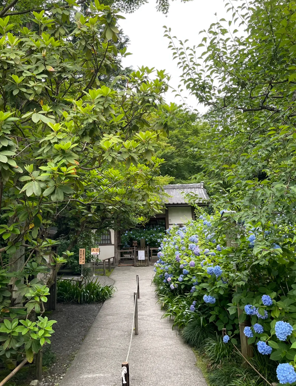 大人の鎌倉遠足♡紫陽花とグルメを満喫しての画像_2