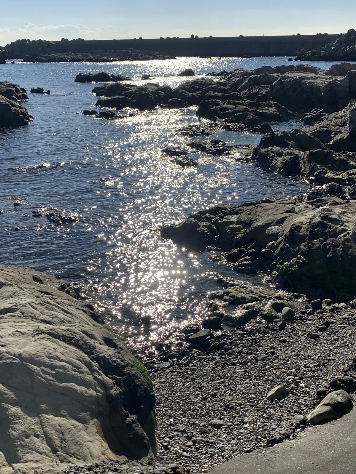 三崎　マグロ　まるよし食堂