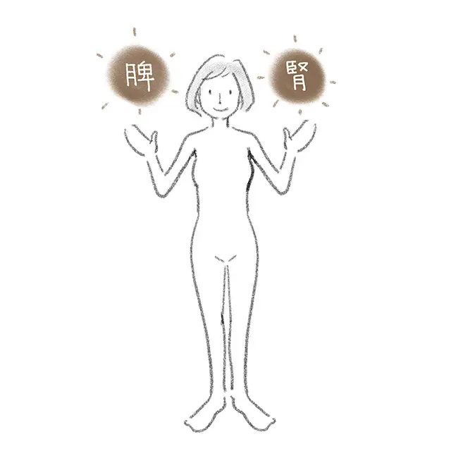 体のエネルギーをつかさどるのは「腎」と「脾」