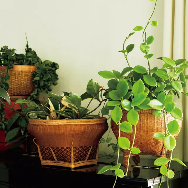 上品で美しいタイ製のカゴは、かれんさんのお気に入り