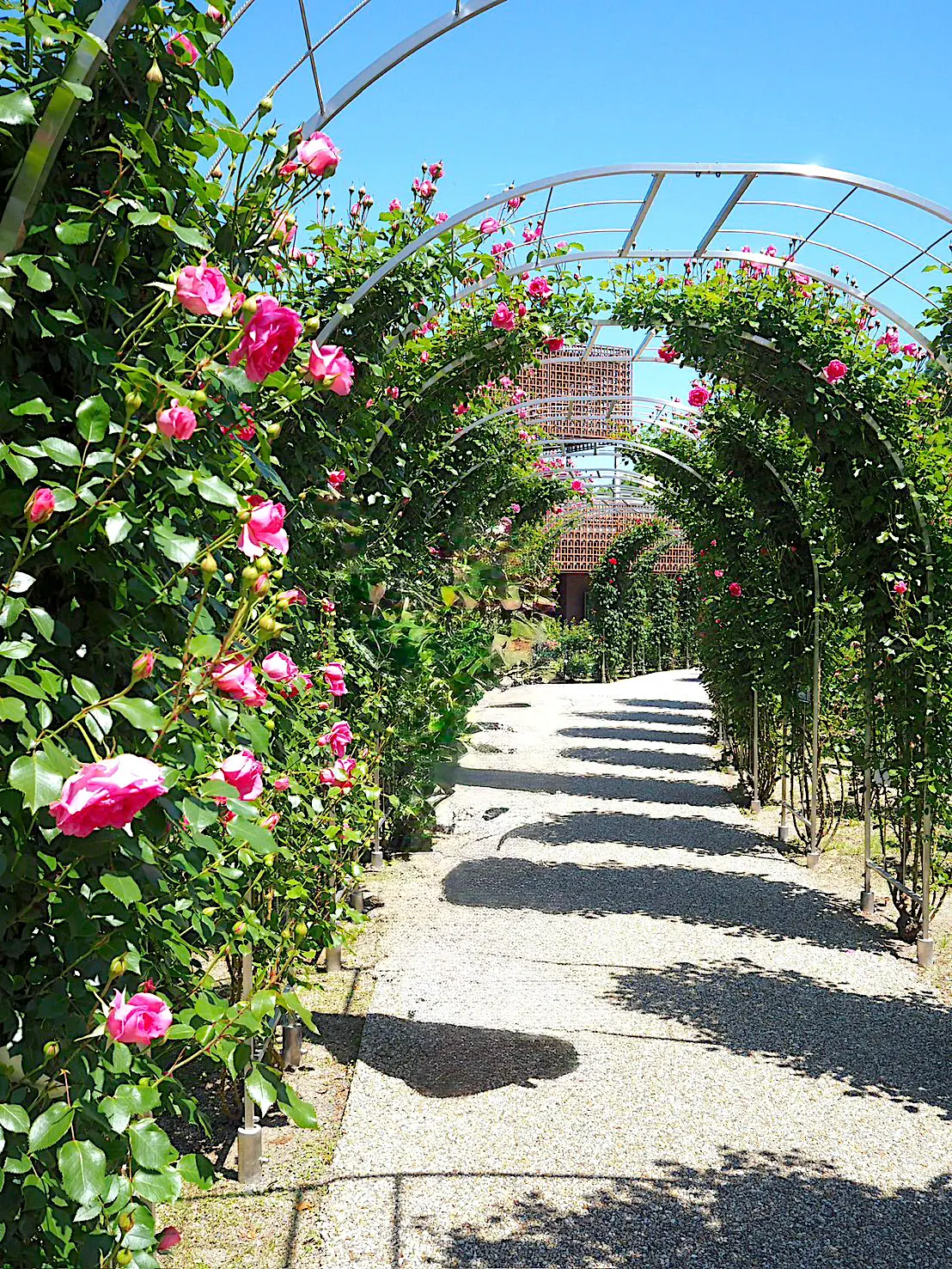 ローズテラスとバラ回廊