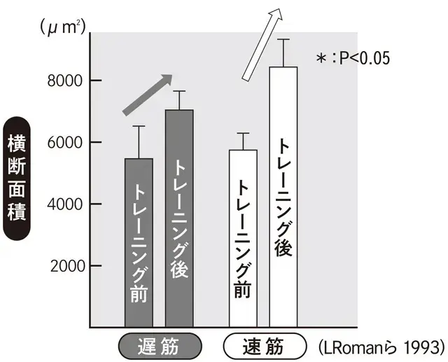 加齢で落ちやすい「速筋」は鍛えれば増える！