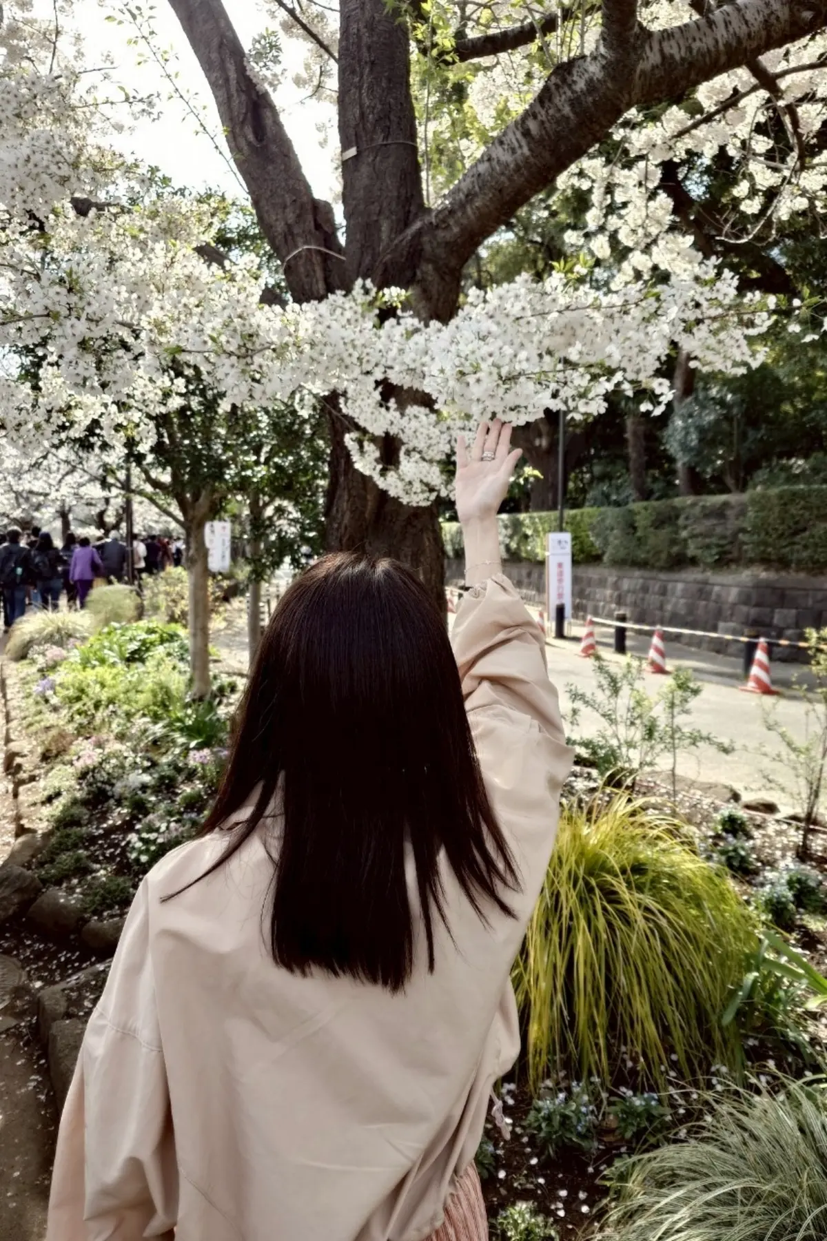 千代田のさくらまつり