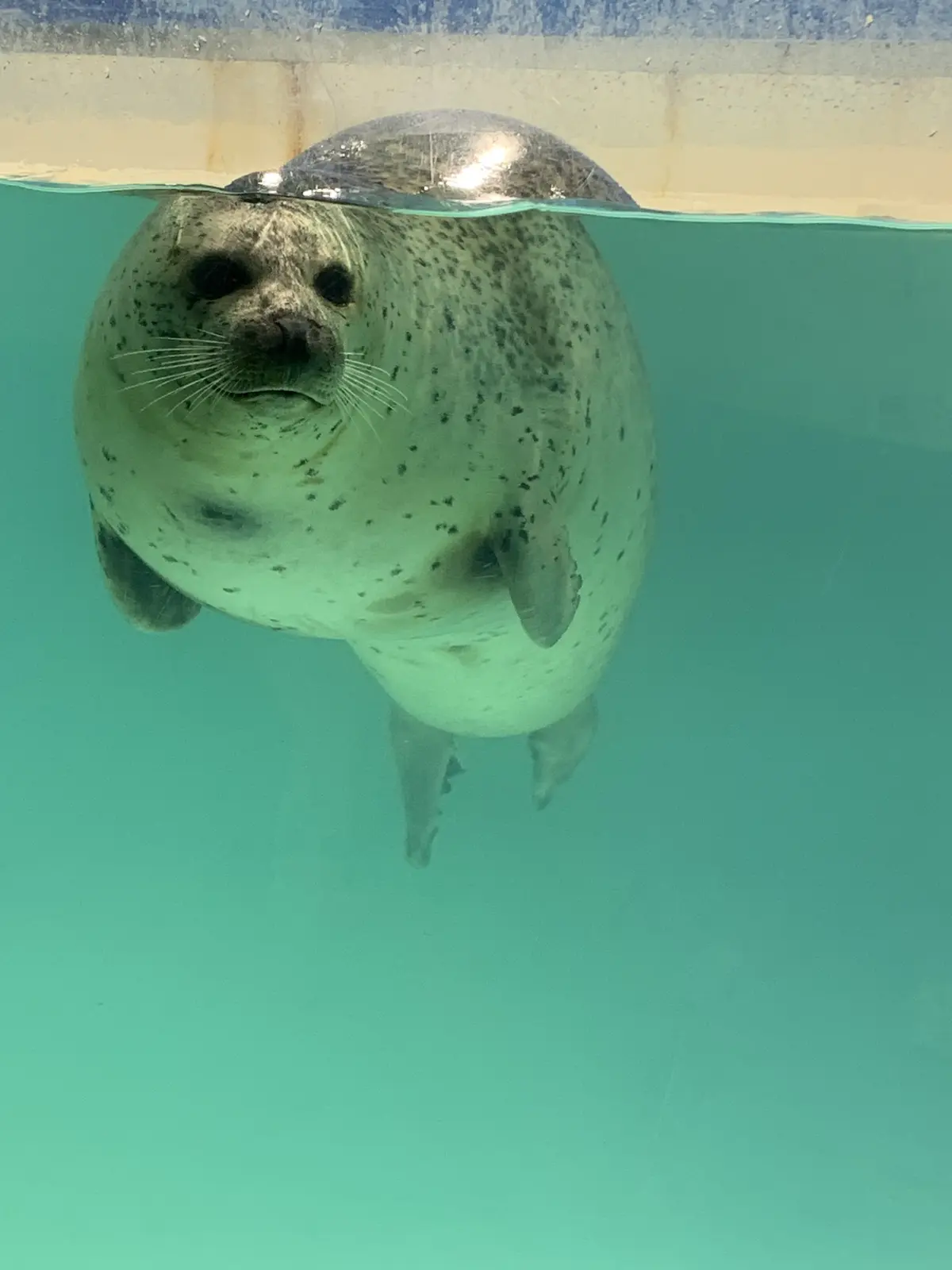 キリリとした横顔が可愛いゴマフアザラシ