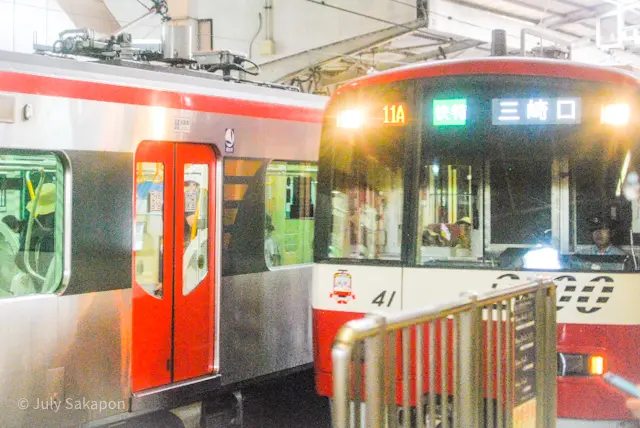 【さかぽんの冒険】七夕☆松ごしに望む海岸の画像_2