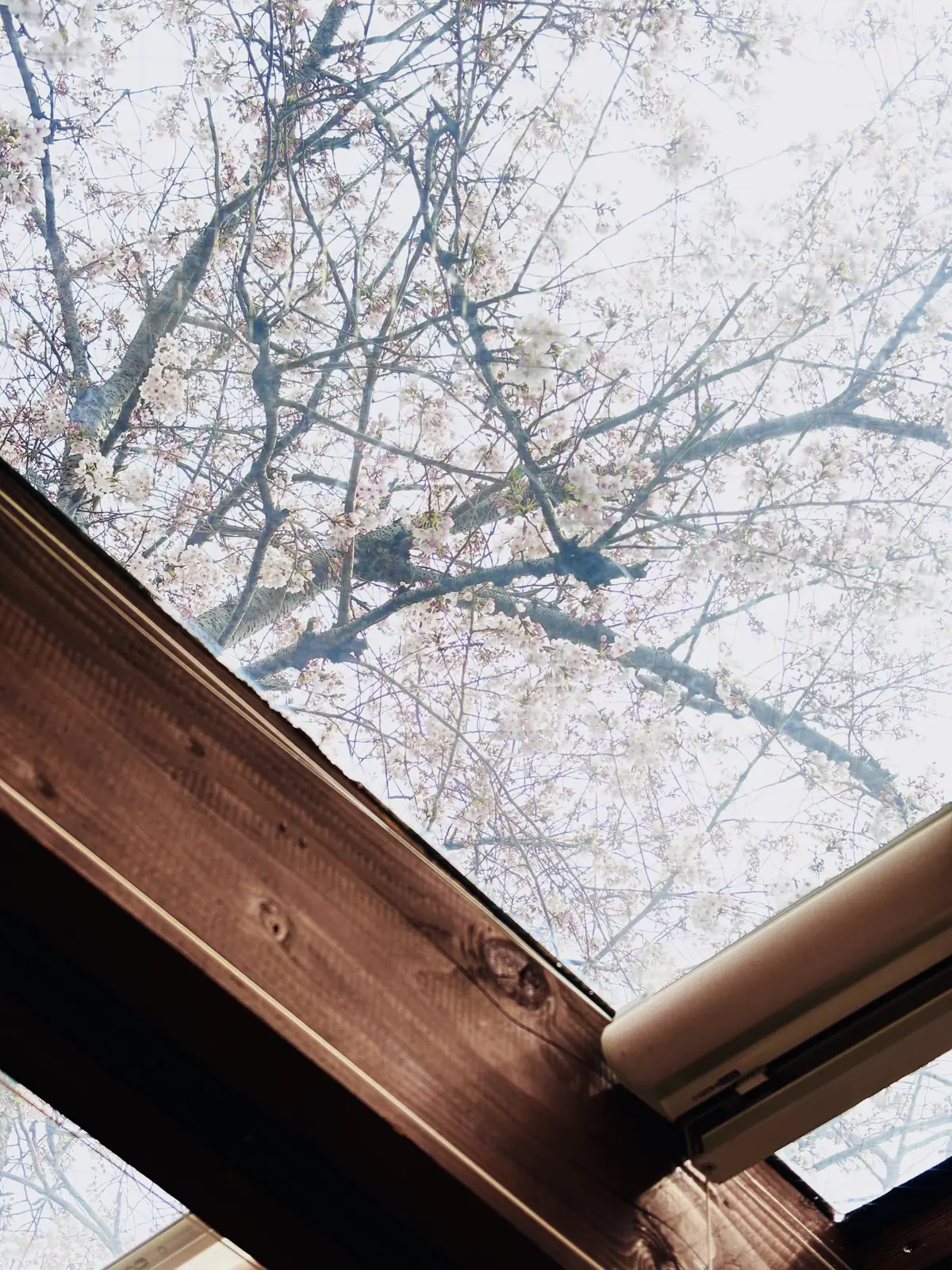 千年の森の桜の木の下で極上の仏蘭西料理にの画像_1