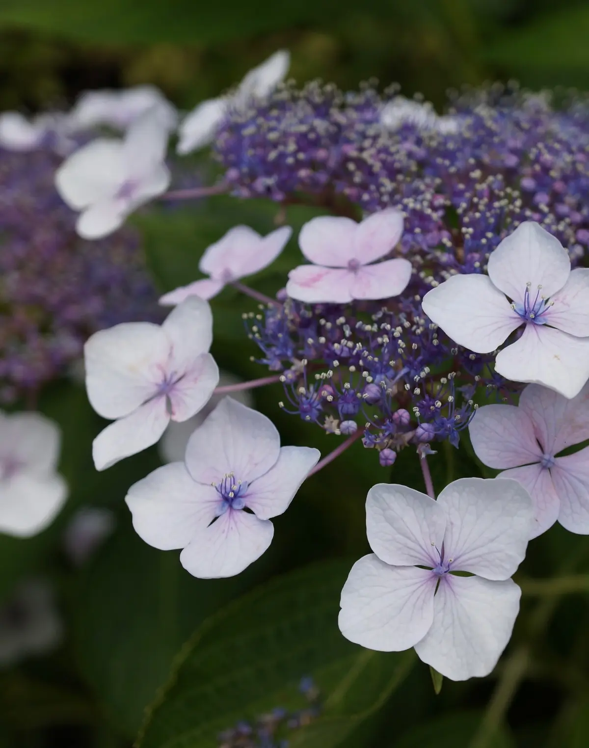 お気に入りTシャツ を着て旅への画像_5