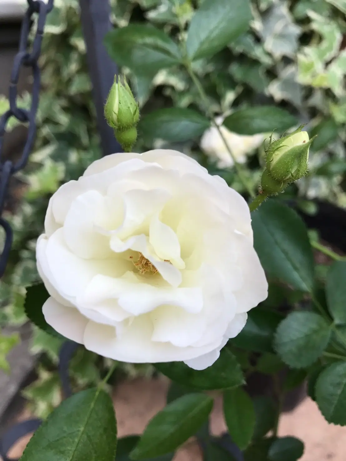 バラが咲いたの画像_1