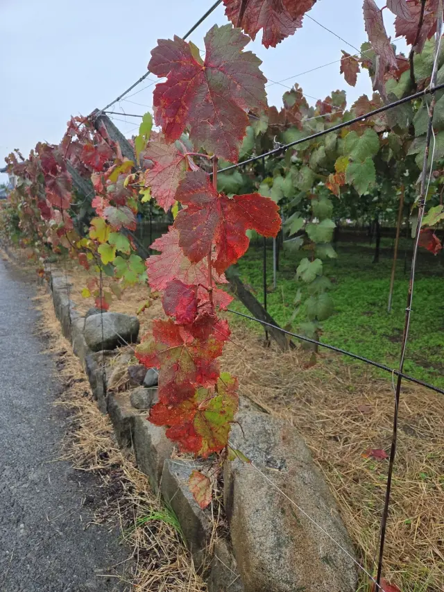 ワインツーリズム やまなし・秋 2025の画像_19