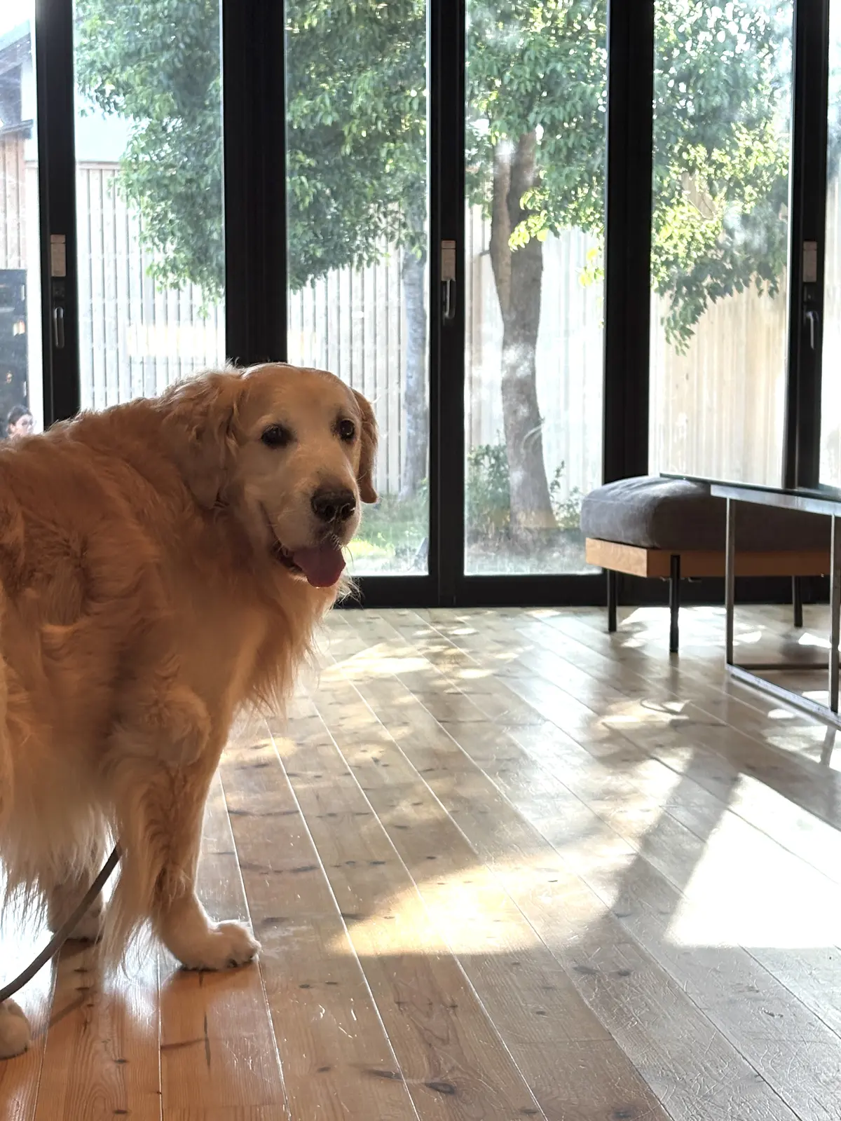 近江八幡さんぽと看板犬がいる「仁之助珈琲の画像_6