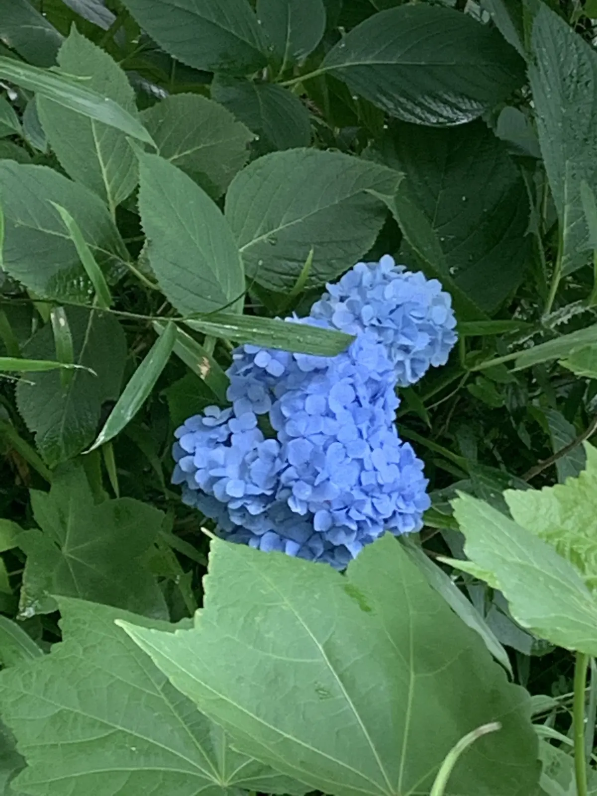 〜jマダムの美味いもん備忘録〜＠手打そばの画像_9