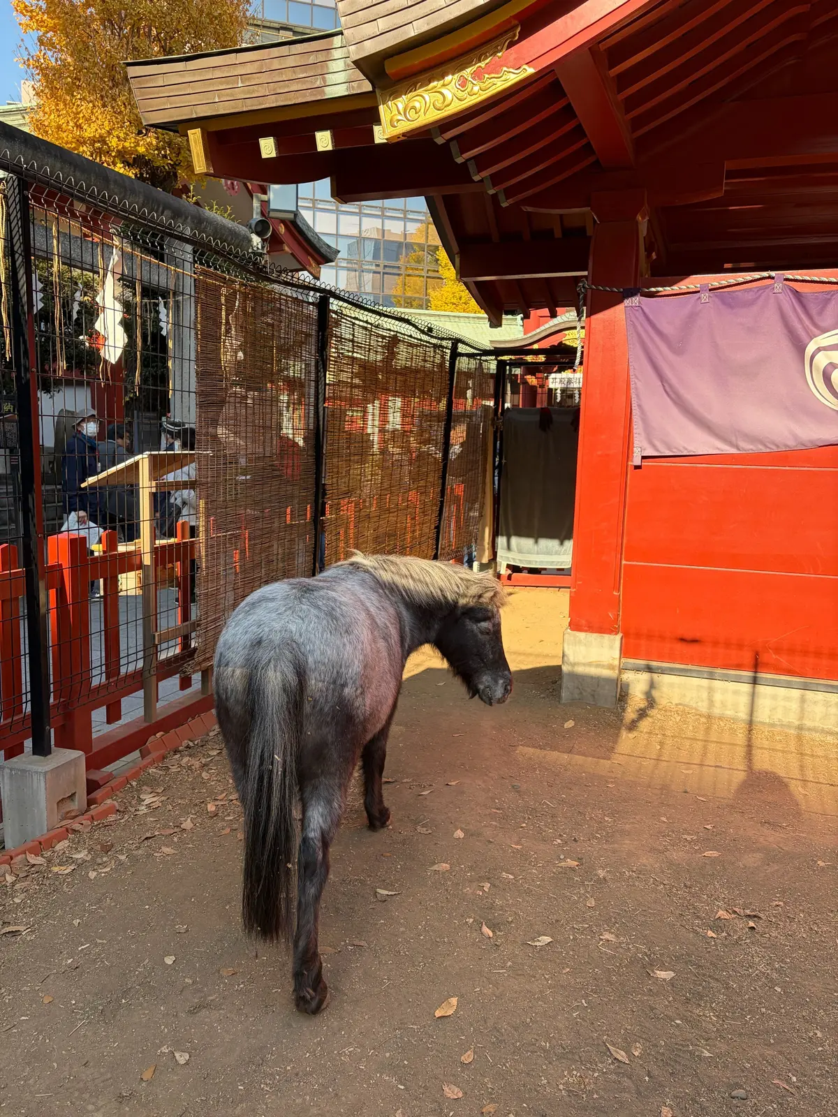 【東京さんぽ】そろそろ気になる午年の主役の画像_15