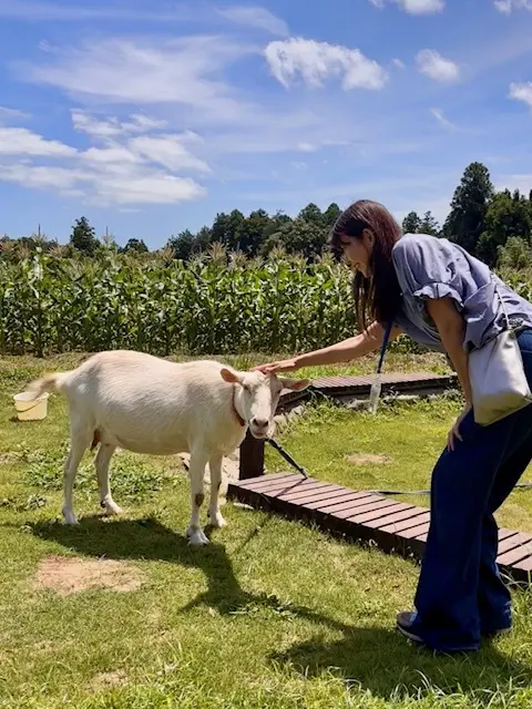 広大な農園のカフェで美味しい鉢植え（パフの画像_8