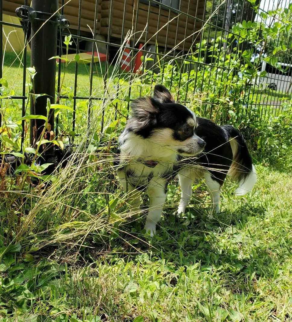 チワワ　ドッグランに