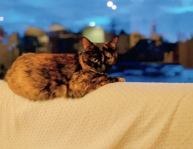 ソファのへりでまったりするビビ