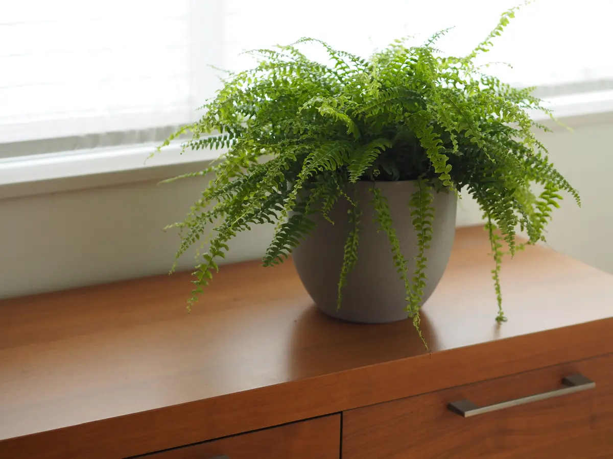 リモートショッピングで植物を買いましたの画像_1