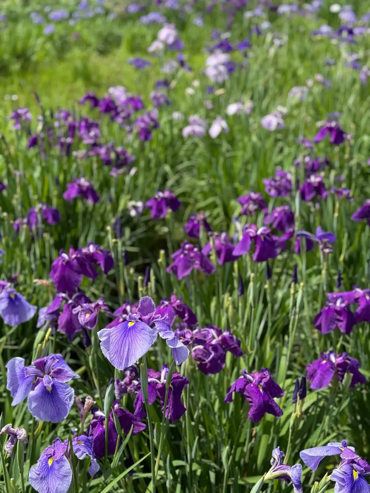 水元公園　菖蒲の花