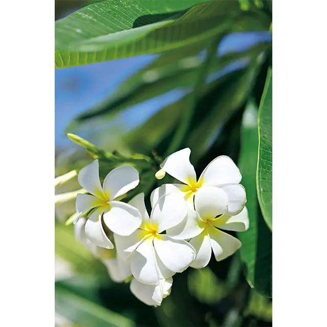 新しいハワイ島へ！サスティナビリティと大の画像_37