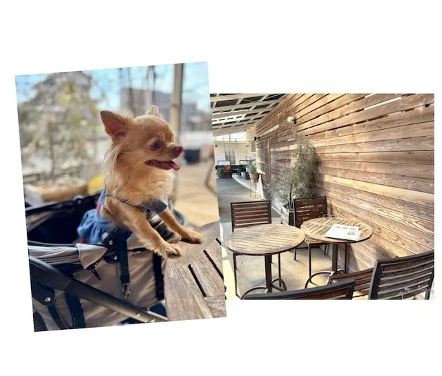 素敵なカフェ＆竹林に囲まれたひよどり坂への画像_1